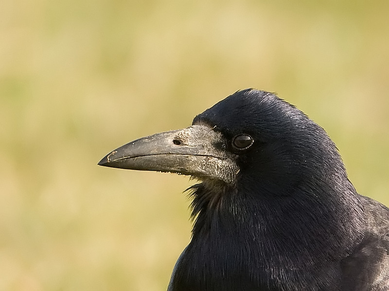 Corvus frugilegus Rook Roek